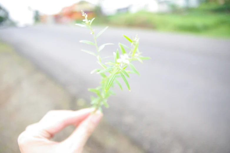 someone holds a small plant on the side of the road