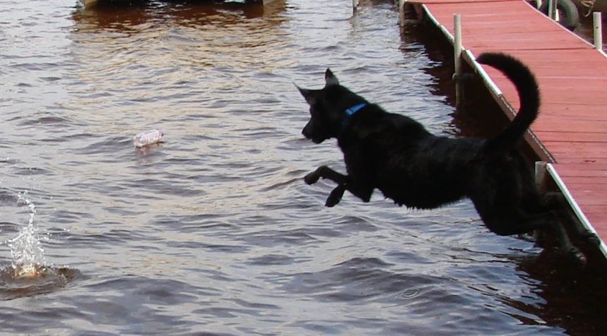 a dog leaps in the air and jumps into the water
