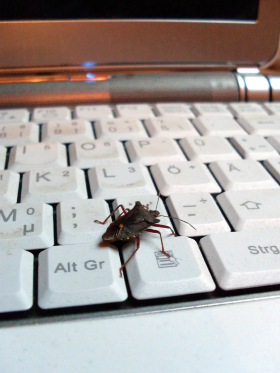 a bug is on top of a keyboard
