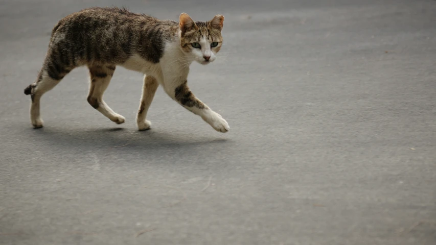 a small cat is walking in the middle of the street