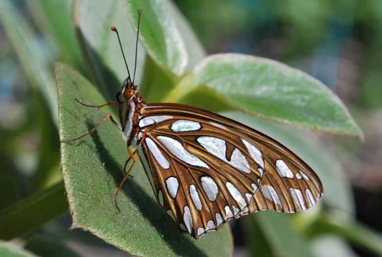 a erfly resting on a leaf with it's wings wide open