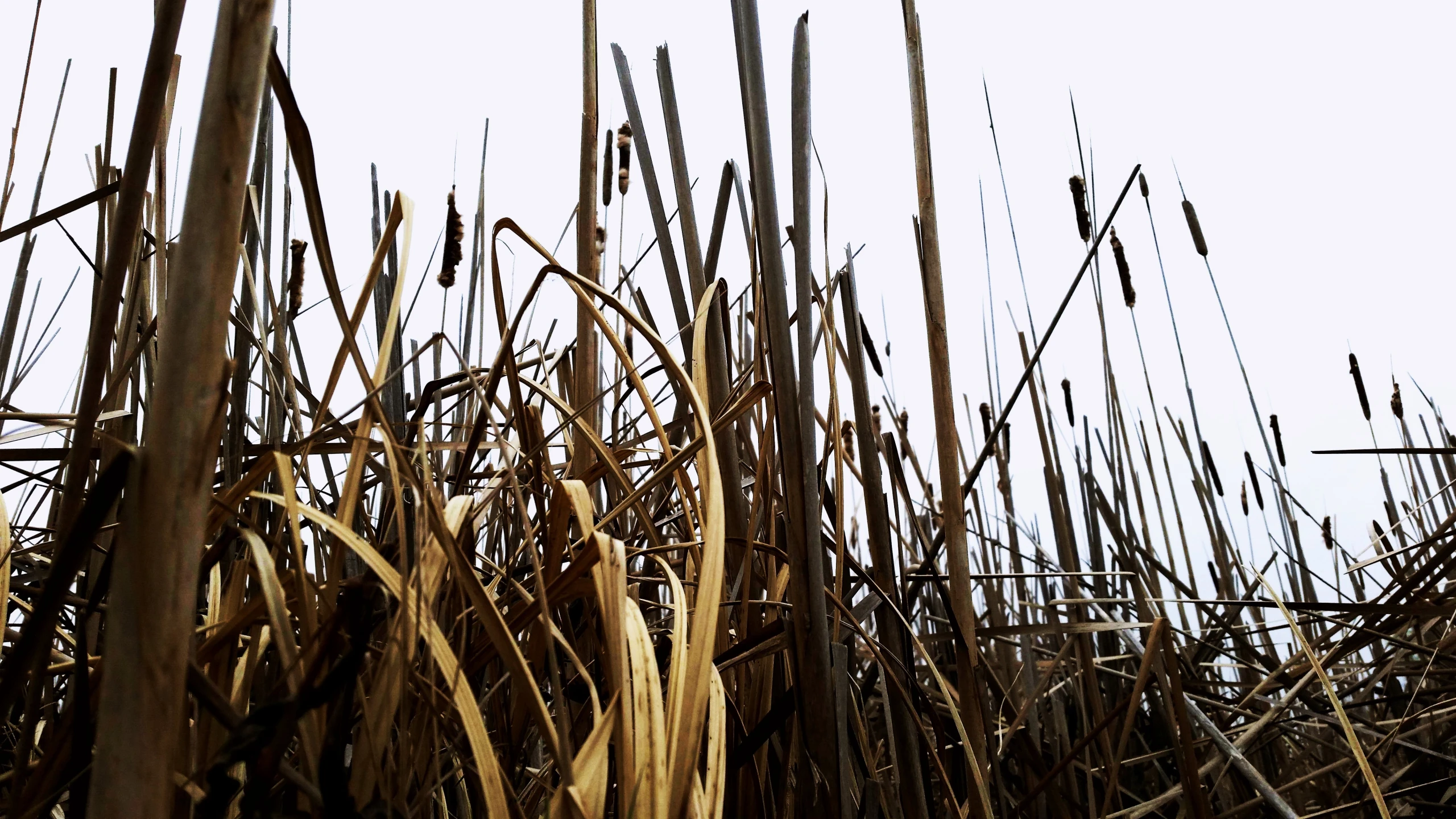 a flock of birds sitting on top of tall grass