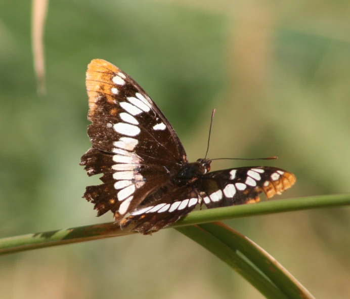 a brown and white erfly on a green stalk