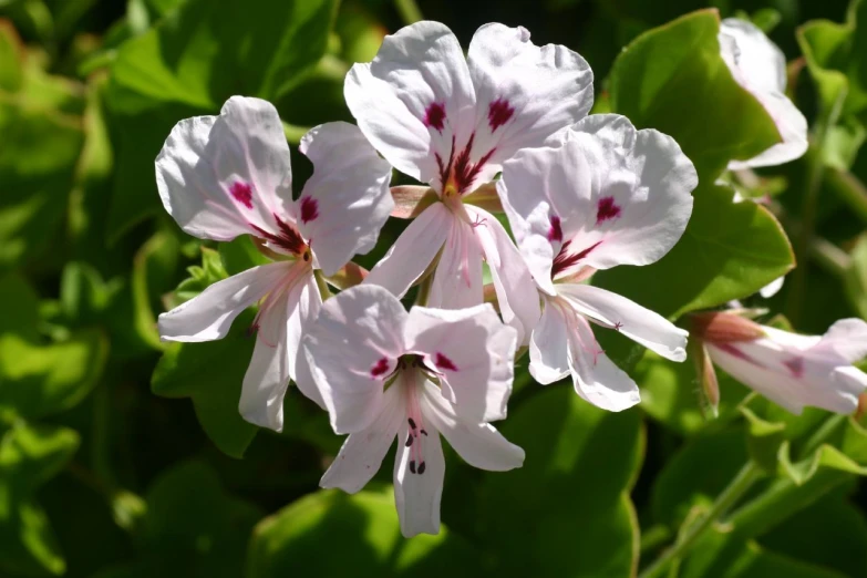 an image of the flower that is blooming in the yard