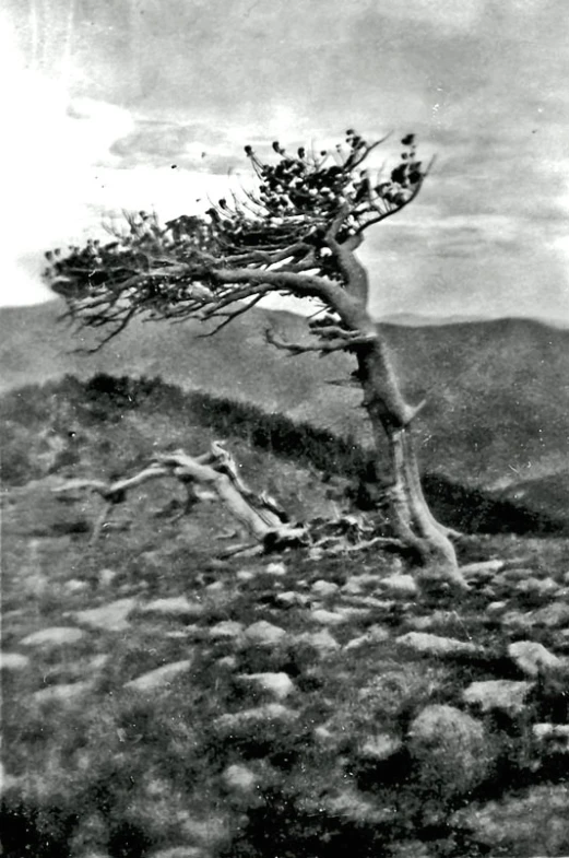 an old tree and some rocks in the middle of a field