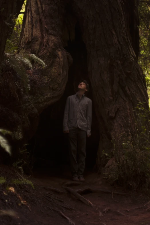 a man is standing in a big tree