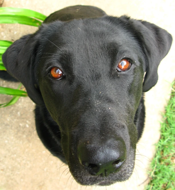 a black dog looks up with orange eyes