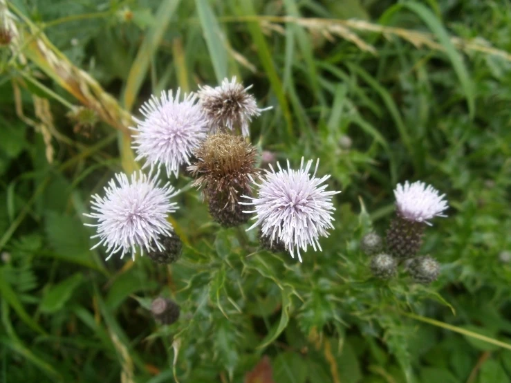 some white flowers growing out of the grass