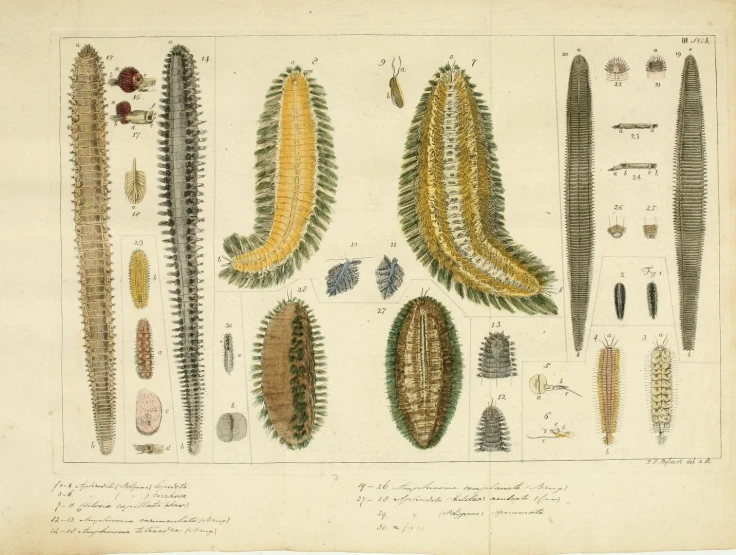 a drawing of several different types of leaves and pods