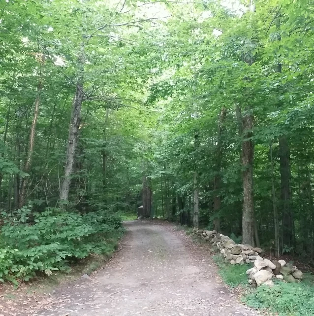 an empty dirt road surrounded by tall trees