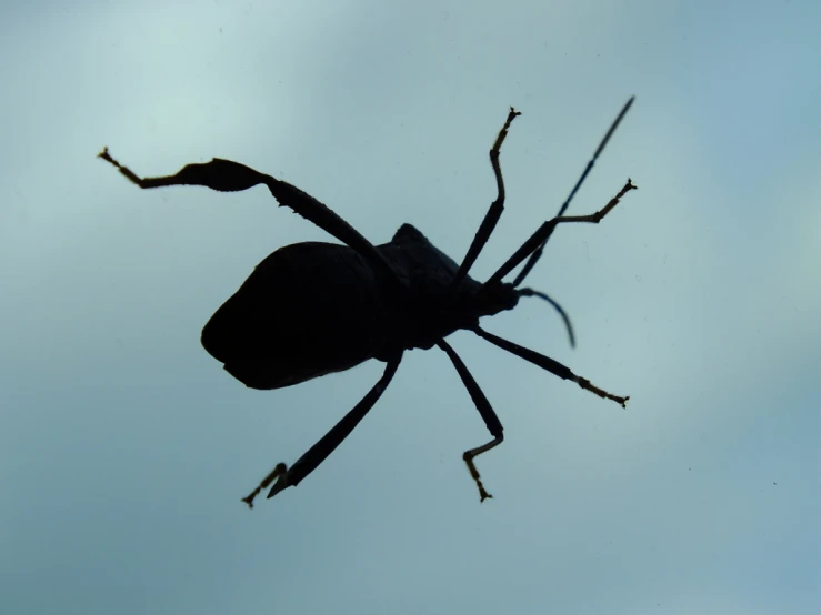 a black insect sitting on top of a leaf