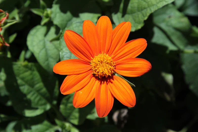 an orange flower blooming with many leaves