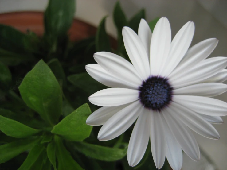 an up close picture of a white flower with green leaves