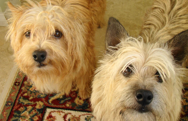 the two dogs are looking at the camera