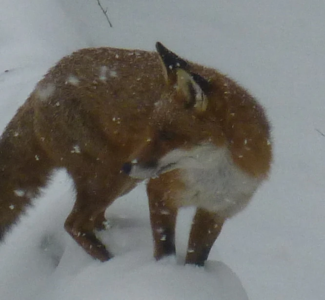 a red fox stands out on some snowy snow