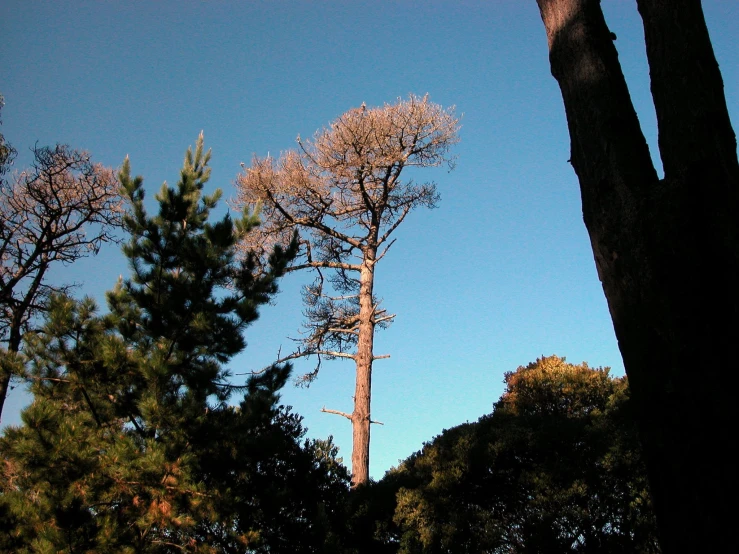 three tall trees with no leaves stand in the foreground