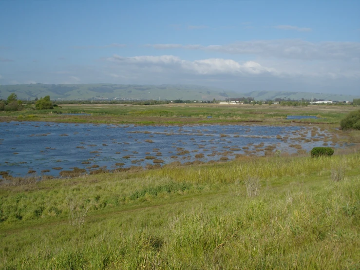 a big grassy field with a couple of animals in the middle