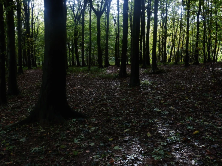 a forest filled with lots of green trees