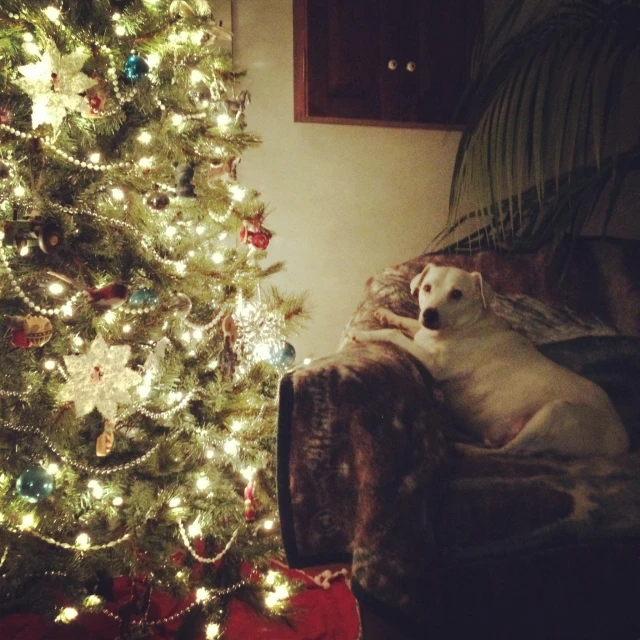 a dog laying down next to a christmas tree