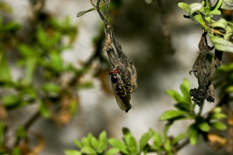 a picture of two moths hanging in tree nches