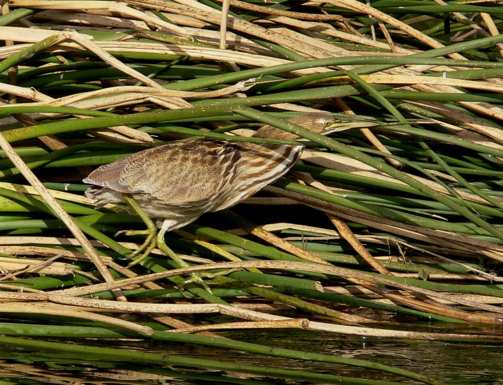 bird standing on a thin green nch in the water