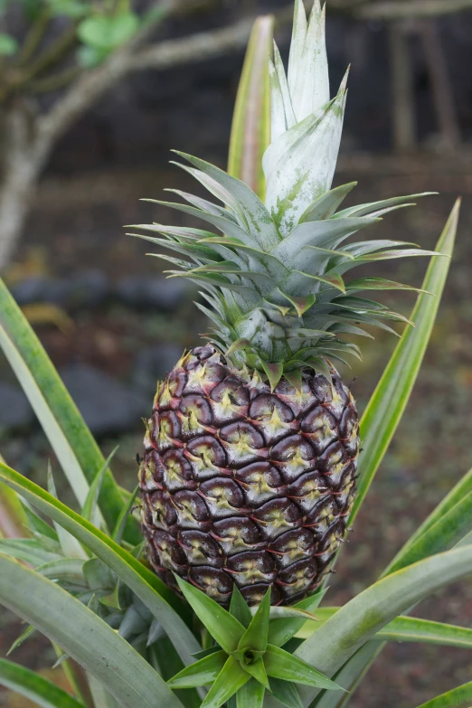 the fruit is on top of the plant with green leaves