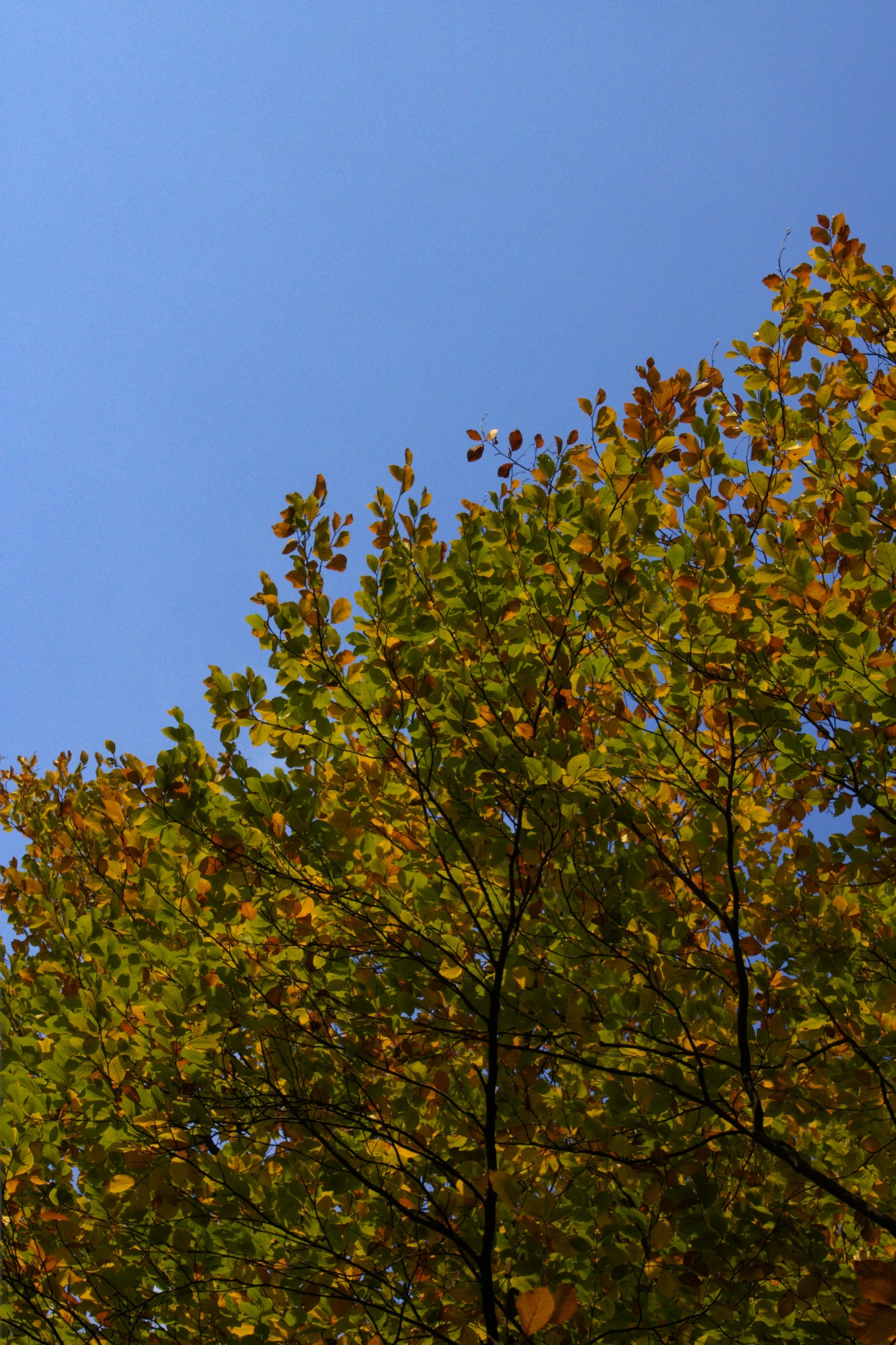 an airplane in the sky passing by trees