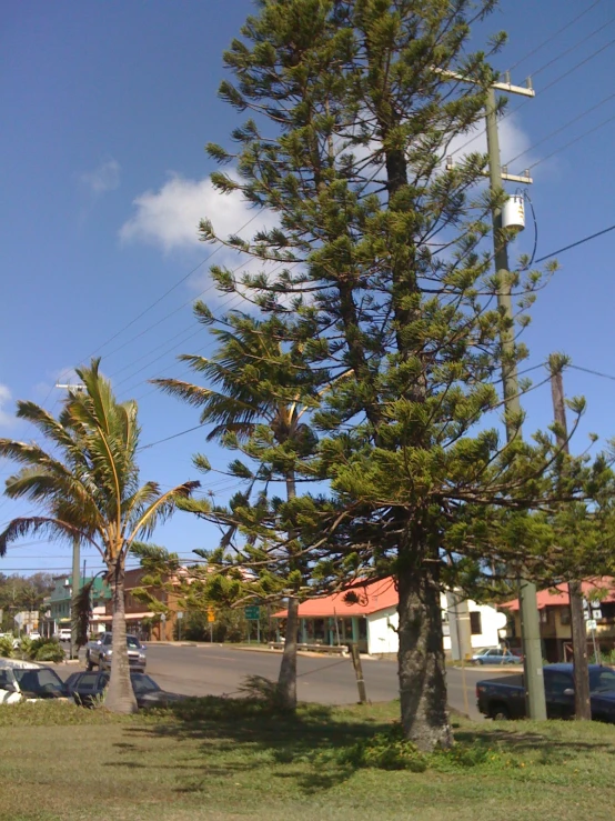 a large pine tree is on the street corner