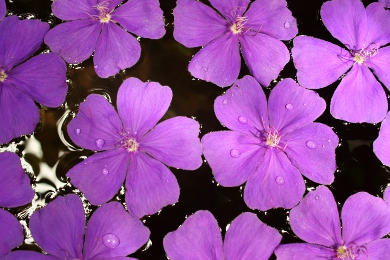 purple flower petals floating in water in a pond