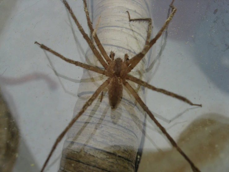 the big spider is inside of a tube of water