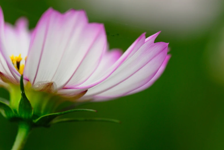 a white and pink flower with a green background