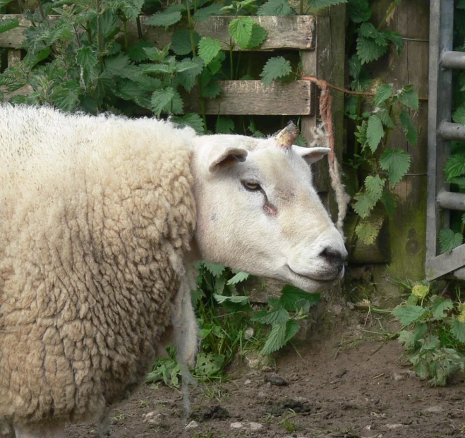 there is a sheep that is leaning against a fence