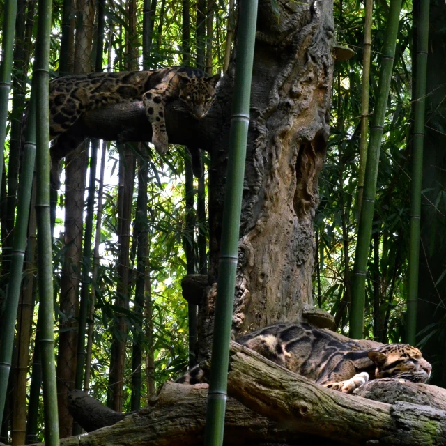 two leopards in the middle of tall bamboo trees