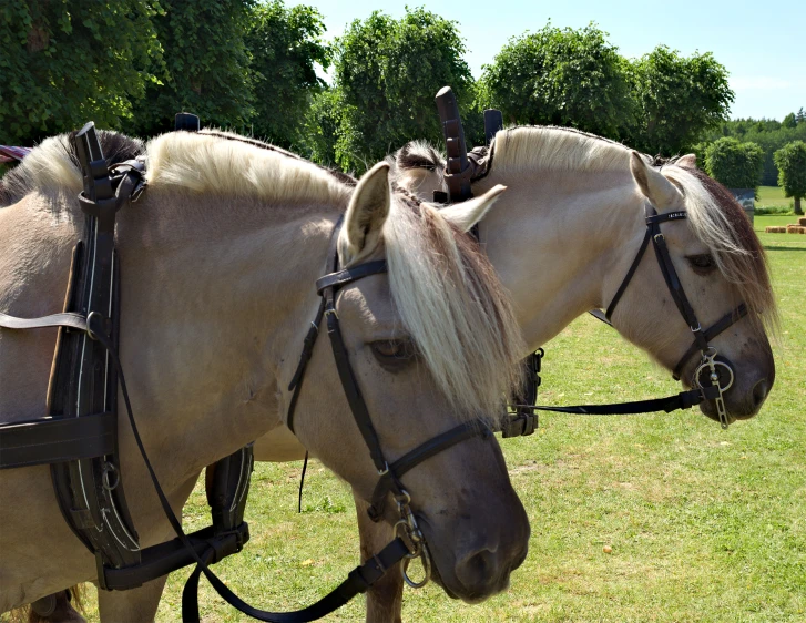 two horses are standing next to each other in the grass