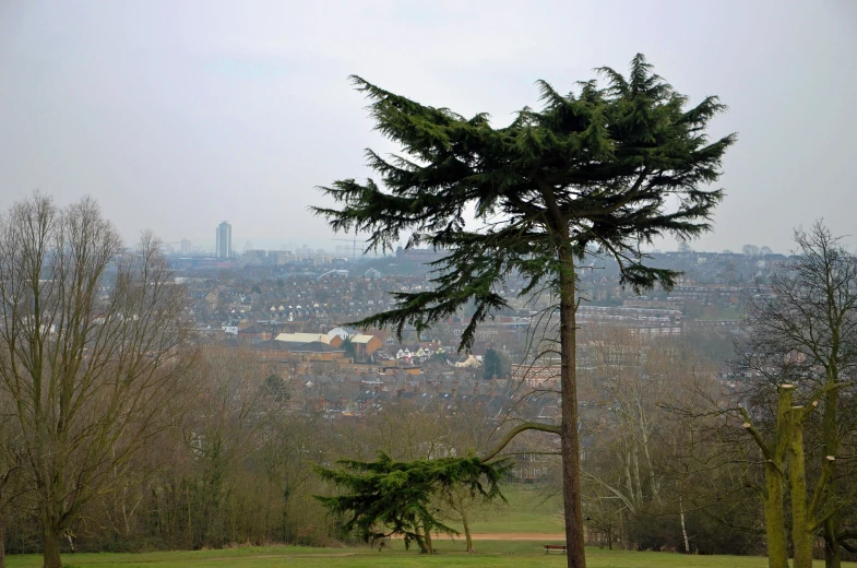 a lone tree in the middle of some grass and trees