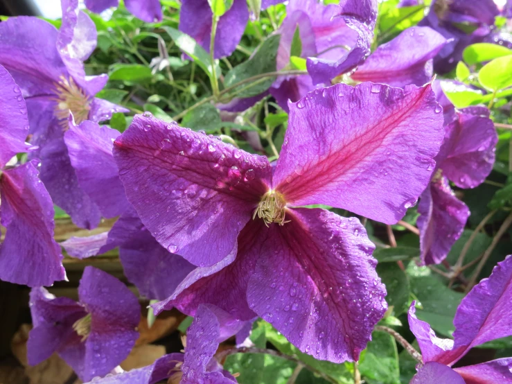 a big purple flower that is blooming next to a bush