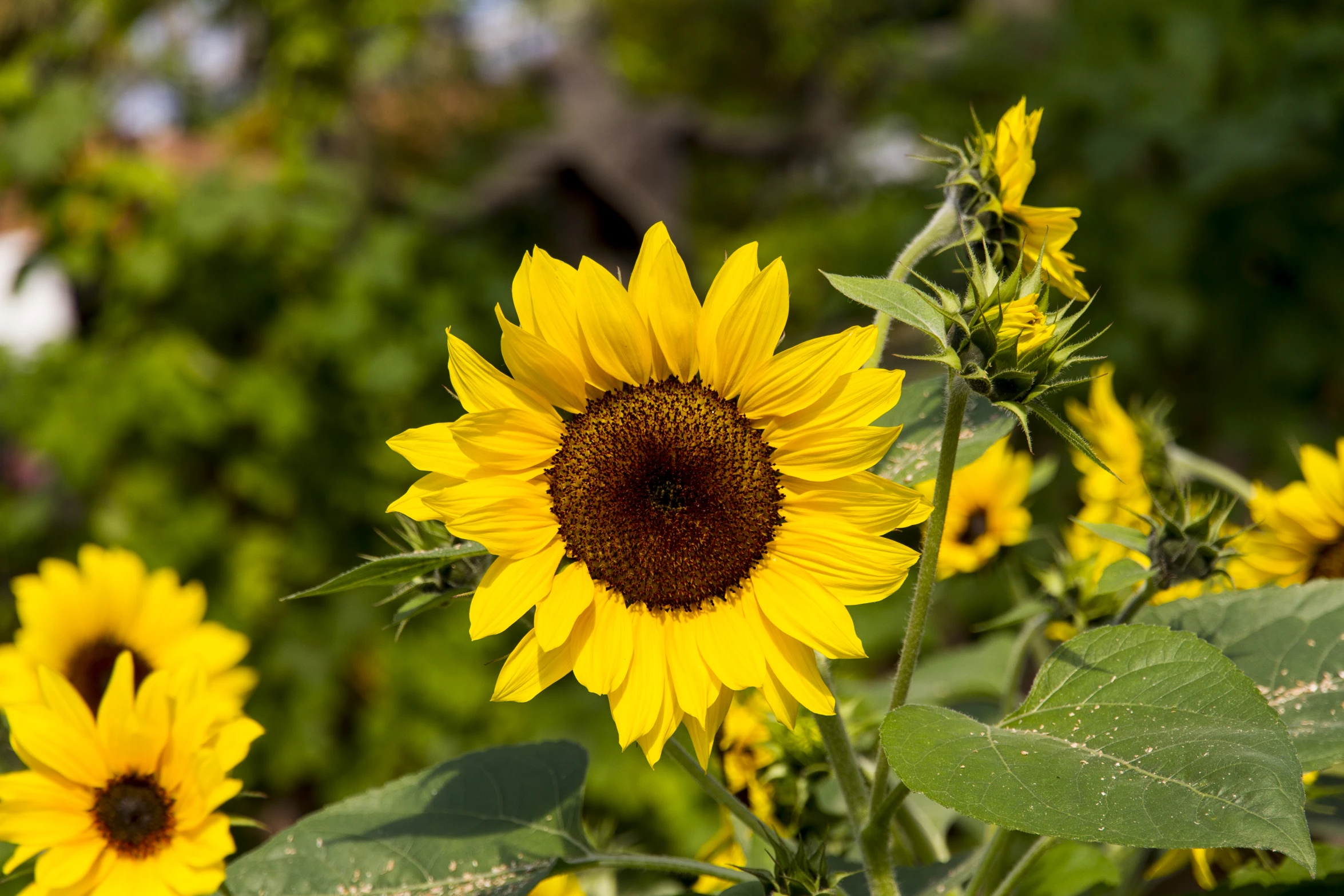 a field of sunflowers are growing beside some trees