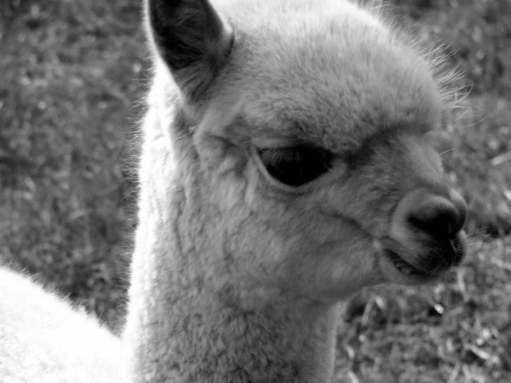 an alpaca stares into the camera with his mouth open