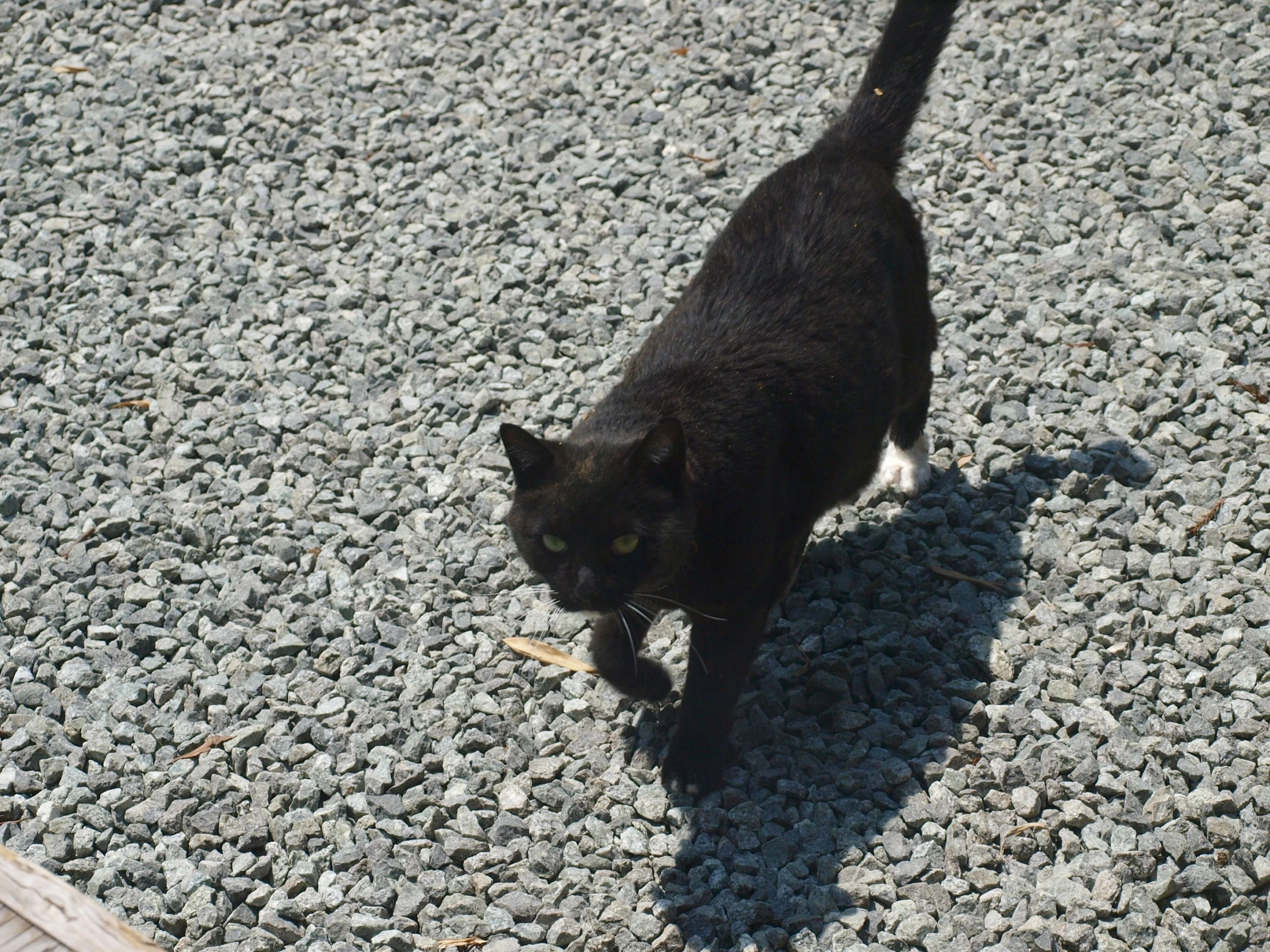 a black cat walks along a path of rocks