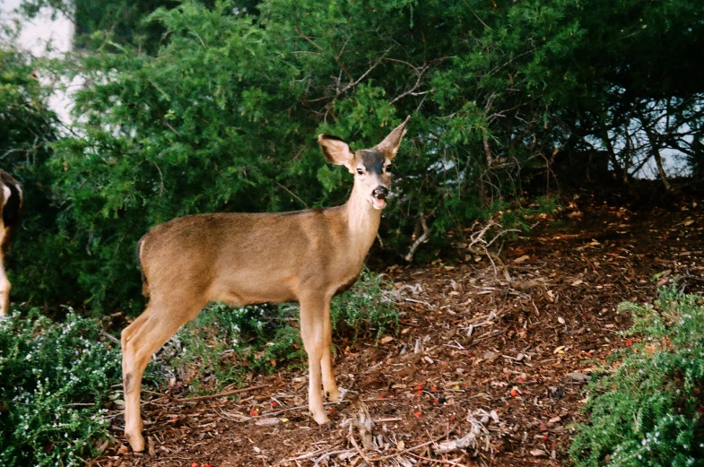 a deer in a field, with trees behind it