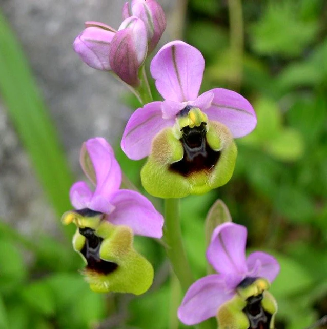 four purple and yellow flowers in bloom