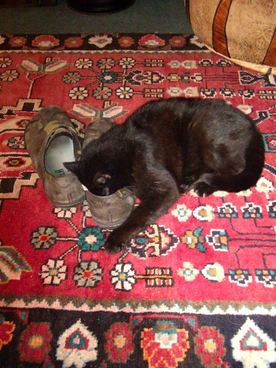 a black cat laying on top of a red rug