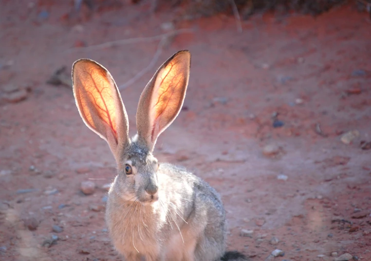 an adult rabbit is sitting in the sand