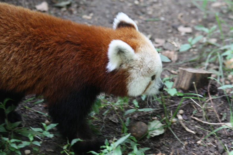 a bear with red and white fur walking in the grass