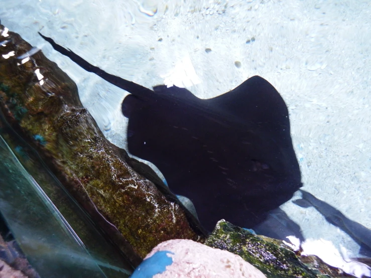 shadow of a manta ray floating on the surface