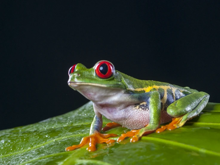 a frog with a bright red eye and orange legs on a leaf