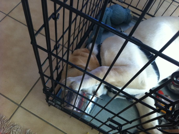 a dog is in the cage with it's head curled up