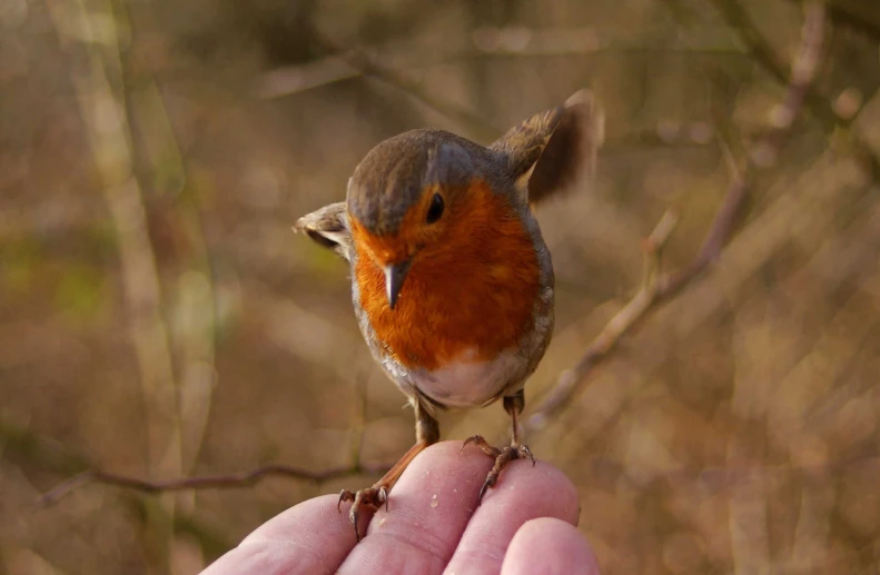 a red and gray bird on a persons hand