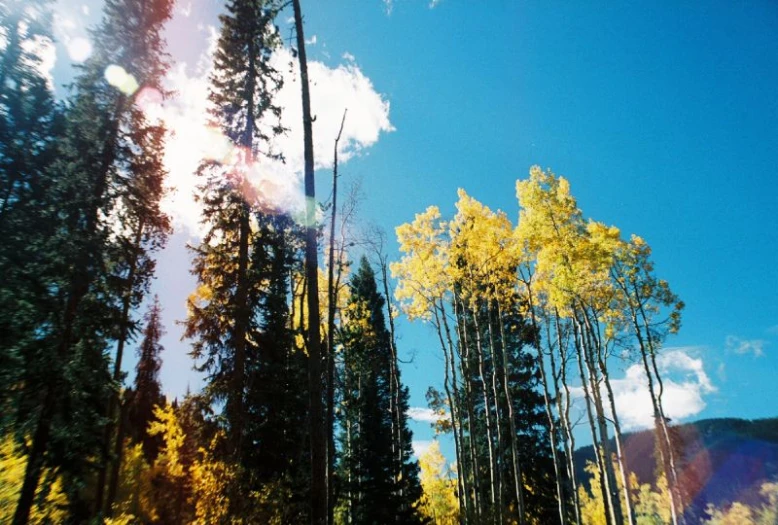 the view through trees with the sun behind them