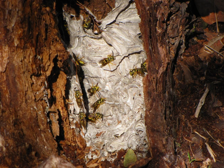three bees on the bark of a tree in an area that looks like it has been chewed up